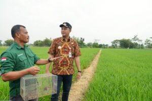 TBS Terbukti Efektif Tanggulangi Hama Tikus di Klaten