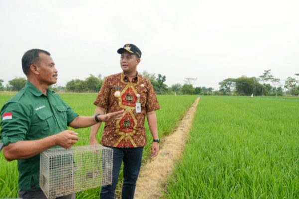 TBS Terbukti Efektif Tanggulangi Hama Tikus di Klaten
